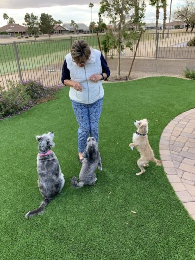 Private - Small Dog Park - Sun City West, AZ