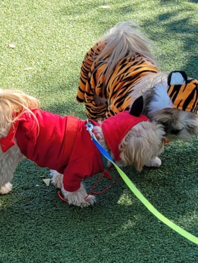 Private - Small Dog Park - Sun City West, AZ