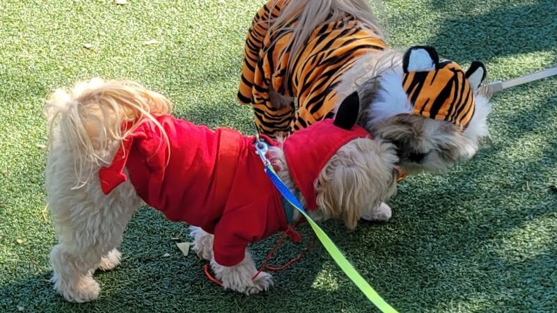 Private - Small Dog Park - Sun City West, AZ