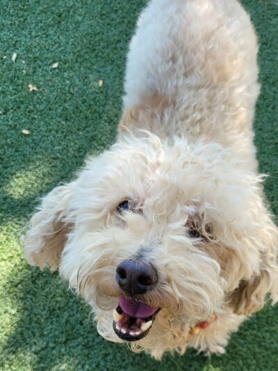 Private - Small Dog Park - Sun City West, AZ