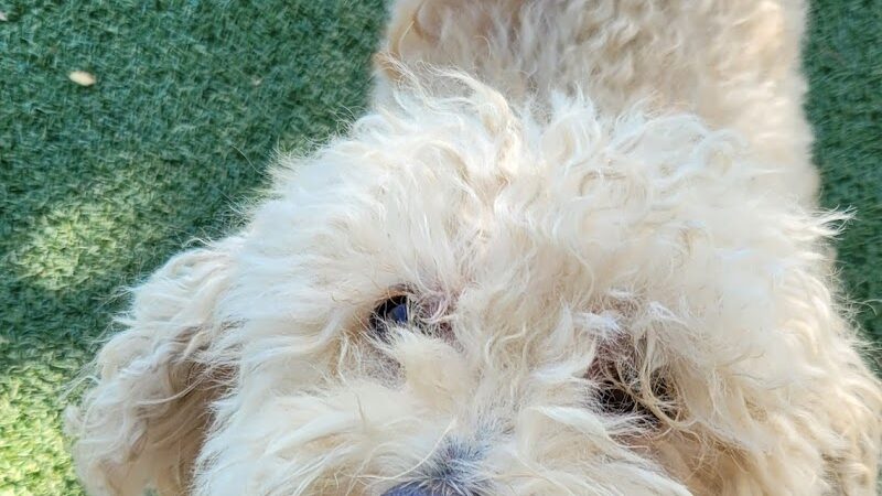 Private - Small Dog Park - Sun City West, AZ