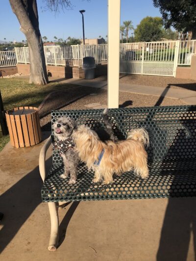 Private - Small Dog Park - Sun City West, AZ