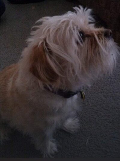 R.H. Johnson Small Dog Park - Members Only - Sun City West, AZ