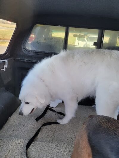 Goose Creek Animal Hospital