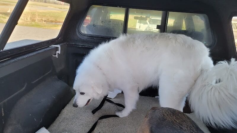 Goose Creek Animal Hospital