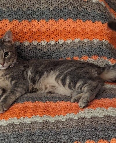 Goose Creek Animal Hospital