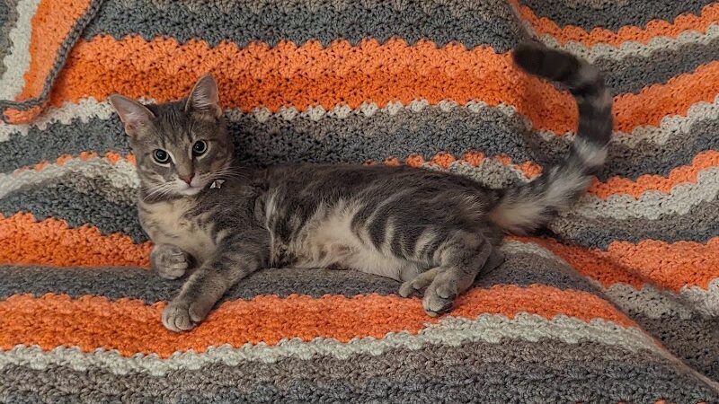 Goose Creek Animal Hospital