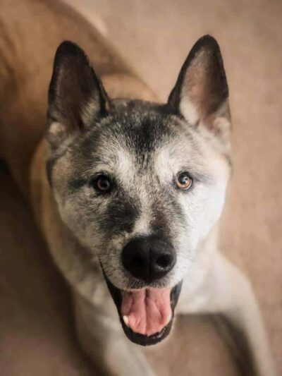 Goose Creek Animal Hospital