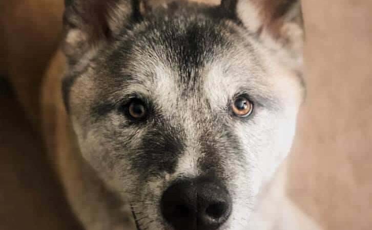 Goose Creek Animal Hospital