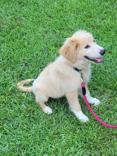 Goose Creek Animal Hospital