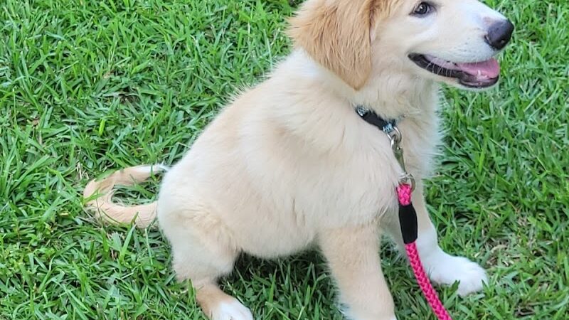 Goose Creek Animal Hospital