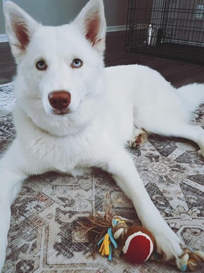 Goose Creek Animal Hospital