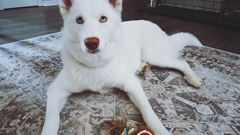 Goose Creek Animal Hospital