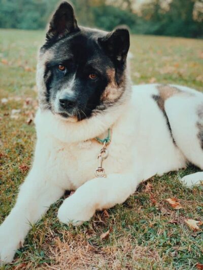 Goose Creek Animal Hospital