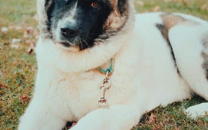 Goose Creek Animal Hospital