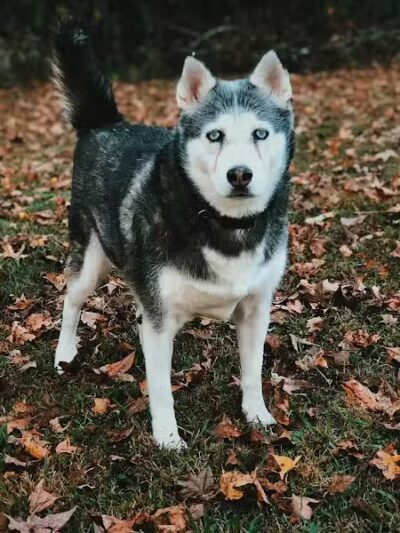Goose Creek Animal Hospital