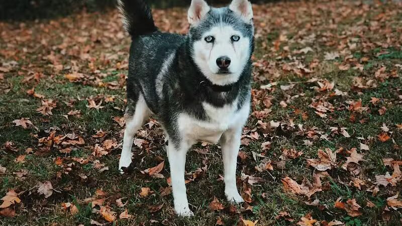Goose Creek Animal Hospital
