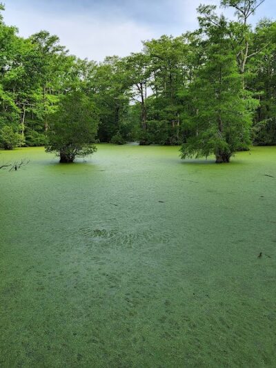 Merchants Millpond Boat Ramp - Sunbury, NC