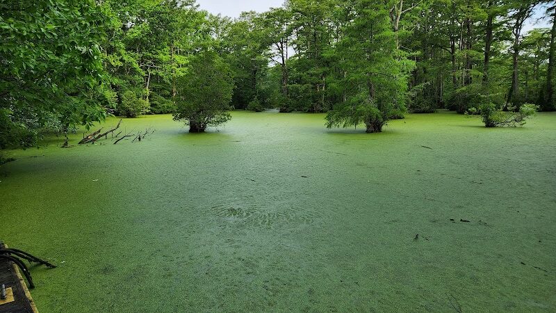Merchants Millpond Boat Ramp - Sunbury, NC