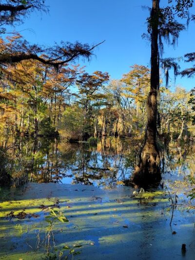 Merchants Millpond Boat Ramp - Sunbury, NC