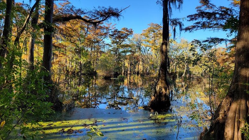 Merchants Millpond Boat Ramp - Sunbury, NC
