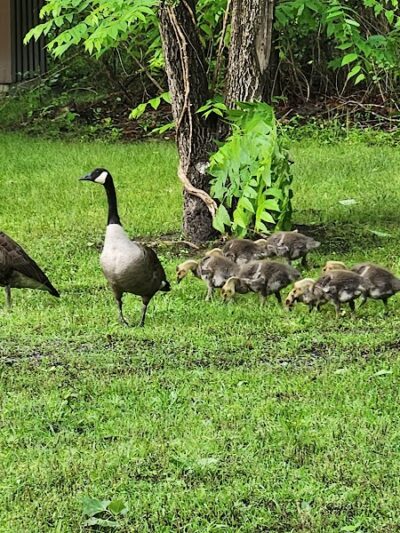Merchants Millpond Boat Ramp - Sunbury, NC