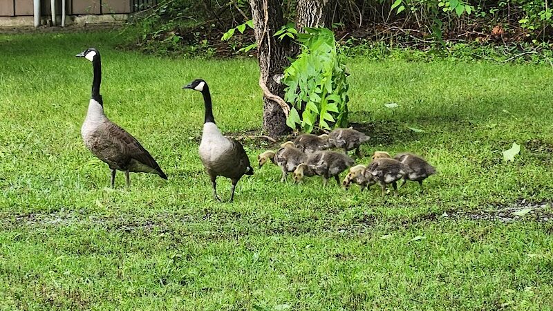 Merchants Millpond Boat Ramp - Sunbury, NC