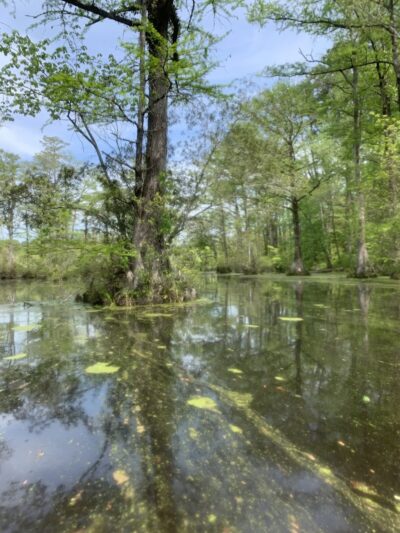 Merchants Millpond Boat Ramp - Sunbury, NC