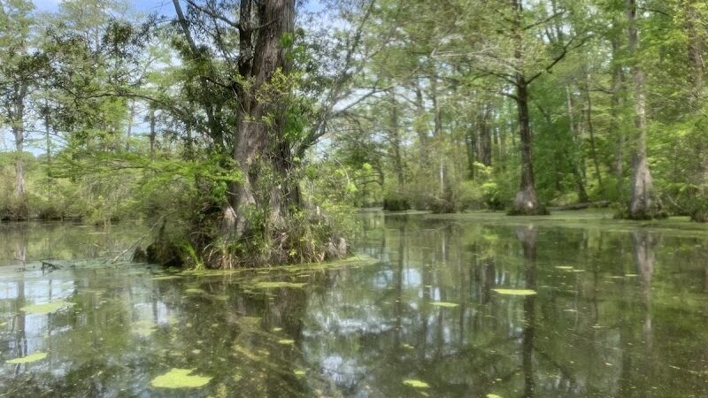 Merchants Millpond Boat Ramp - Sunbury, NC