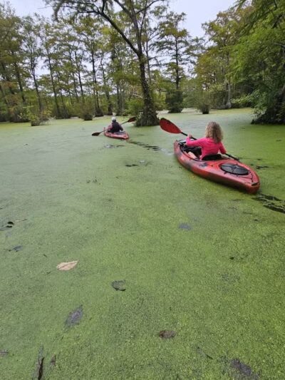 Merchants Millpond Boat Ramp - Sunbury, NC