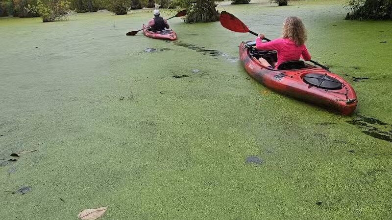 Merchants Millpond Boat Ramp - Sunbury, NC