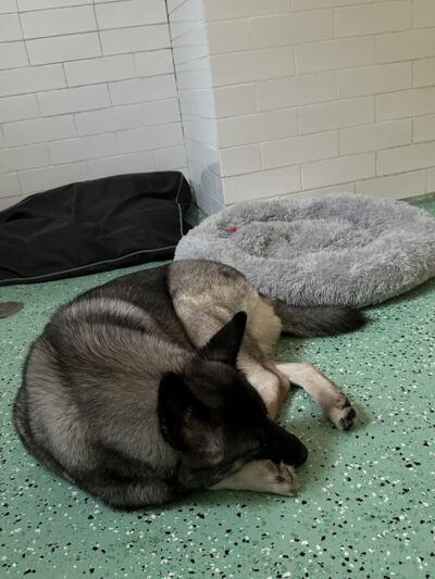 Fat Puppies INN - Sunnyside, NY