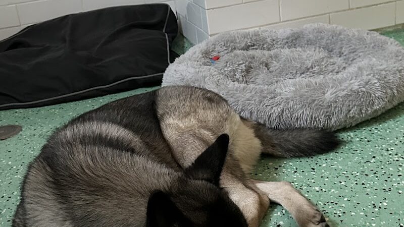 Fat Puppies INN - Sunnyside, NY