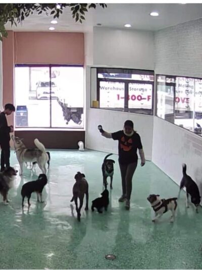 Fat Puppies INN - Sunnyside, NY