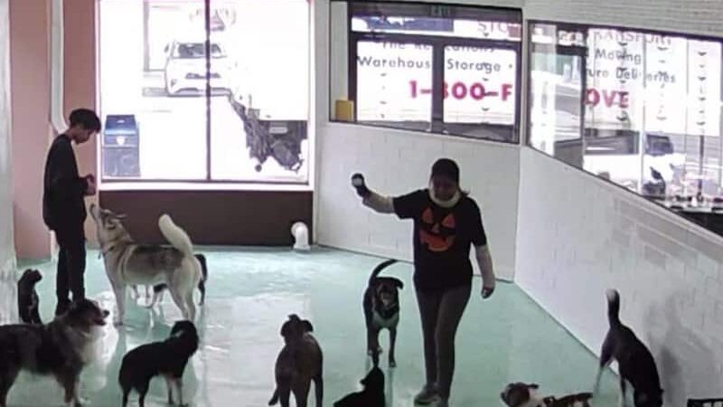 Fat Puppies INN - Sunnyside, NY