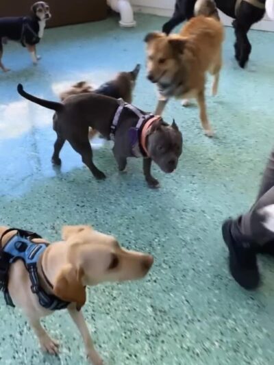 Fat Puppies INN - Sunnyside, NY