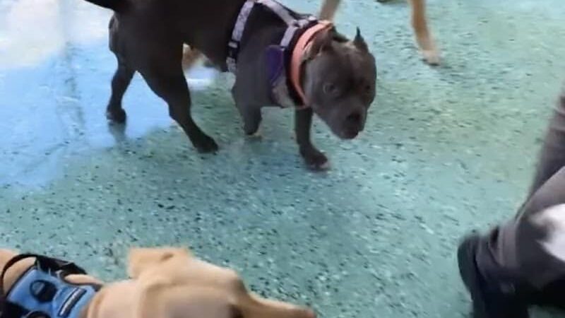 Fat Puppies INN - Sunnyside, NY