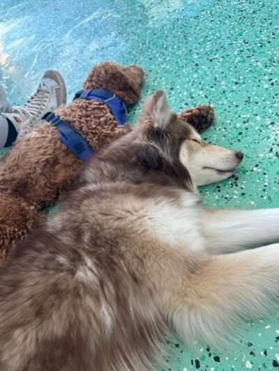 Fat Puppies INN - Sunnyside, NY