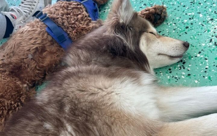 Fat Puppies INN - Sunnyside, NY