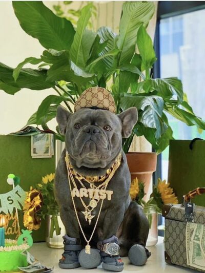 Fat Puppies INN - Sunnyside, NY