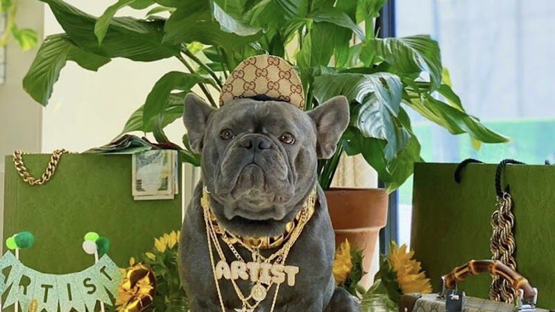 Fat Puppies INN - Sunnyside, NY