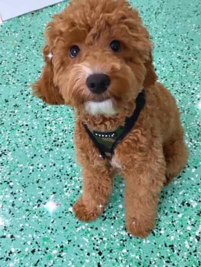 Fat Puppies INN - Sunnyside, NY