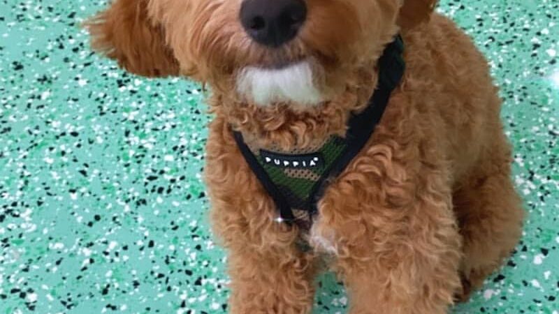 Fat Puppies INN - Sunnyside, NY