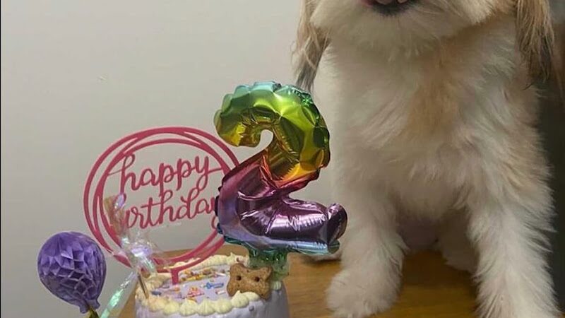 Fat Puppies INN - Sunnyside, NY