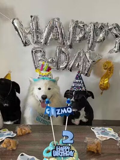 Fat Puppies INN - Sunnyside, NY