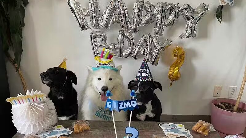 Fat Puppies INN - Sunnyside, NY