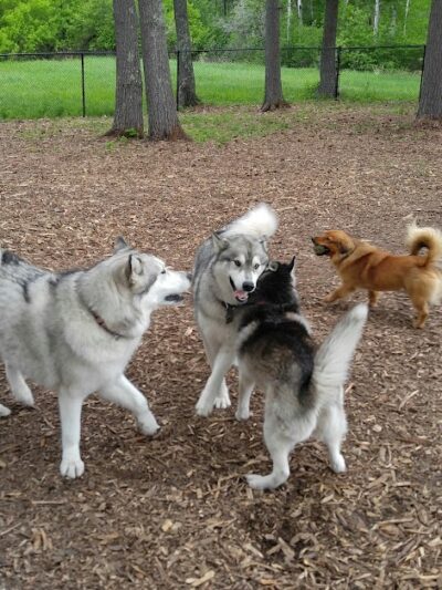 Superior Dog Park - Superior, WI