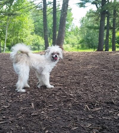 Superior Dog Park - Superior, WI