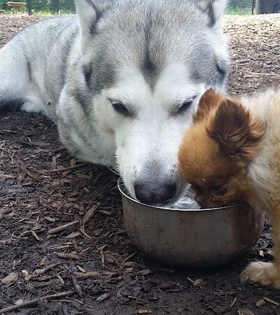 Superior Dog Park - Superior, WI