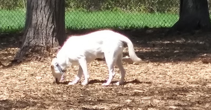 Superior Dog Park - Superior, WI